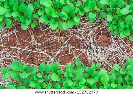 Green vegetables on the ground