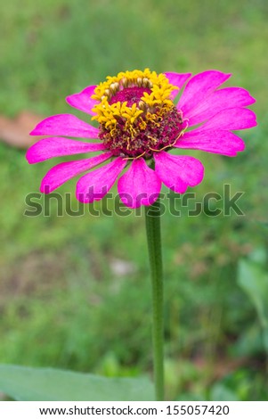 Close up of a beautiful purple red zinnia flower with natural background