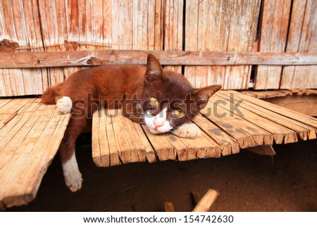 Cute tabby cat at home countryside - laying on wood and relaxing