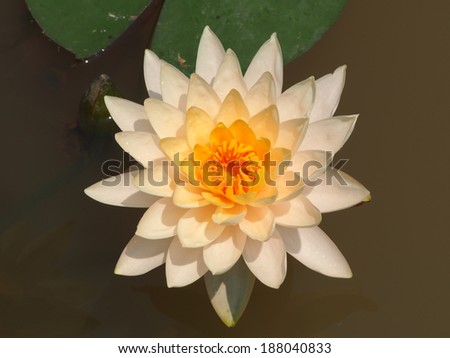 Lotus bloom in the pond
