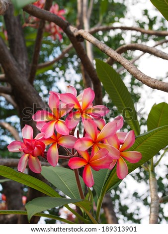 Close up of plumeria blossom, Kauai, Hawaii