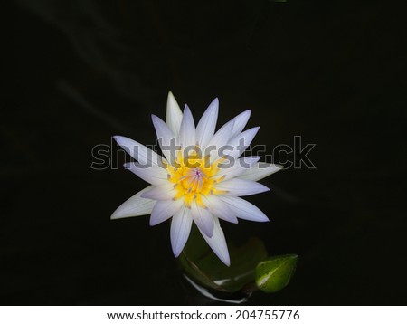 top view of white lotus
