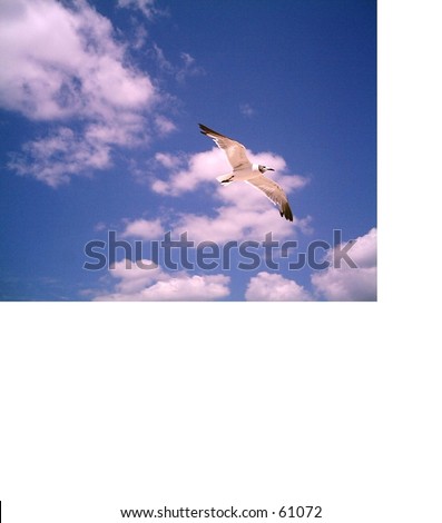 Photo taken of seagull , It took me a long time to get a good picture of one flying.