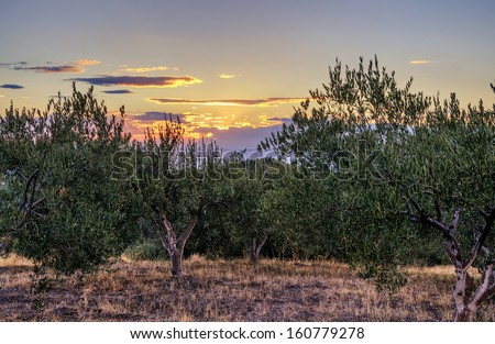 Sunset colors and olive trees in Sithonia, Chalkidiki, Greece