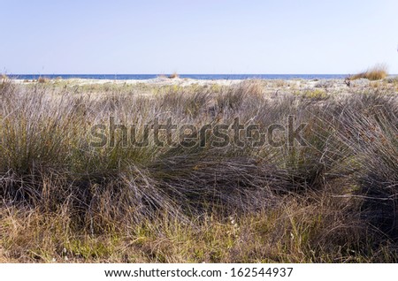 Wild vegetation at a coast in Sithonia, Chalkidiki, Greece