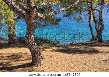 View to the sea through the trees in Sithonia, Chalkidiki, Greece