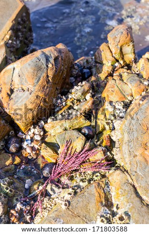 Red Articulated Coralline Algae on Tide Pool Rocks at Low Tide