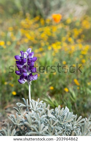 Single Purple Lupine Flower in Field