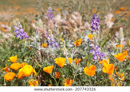 Field of Wild Orange Poppies and Purple Lupine