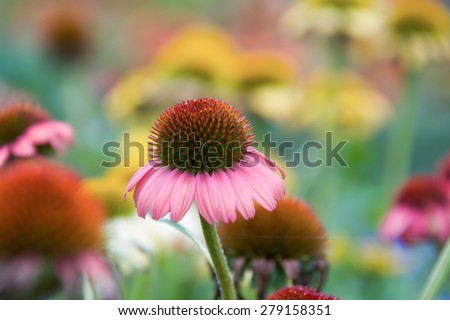 purple cone-flower with blurred background.