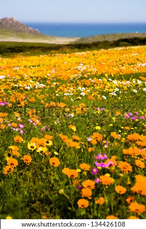 Spring wild flowers on the West Coast near Cape Town, South Africa. These wild flowers form carpets of colour every spring.