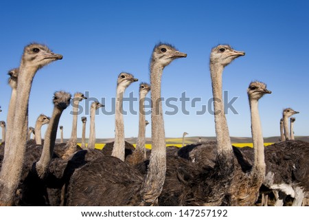 Group Of Ostriches Along The Garden Route With Yellow Rapeseed Fields In Background, South Africa