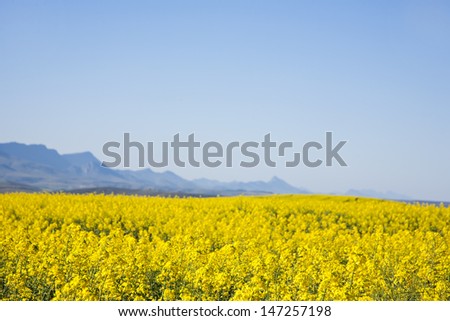 Rapeseed fields along the Garden Route, N2, South Africa. Rapeseed is used to produce canola oil.