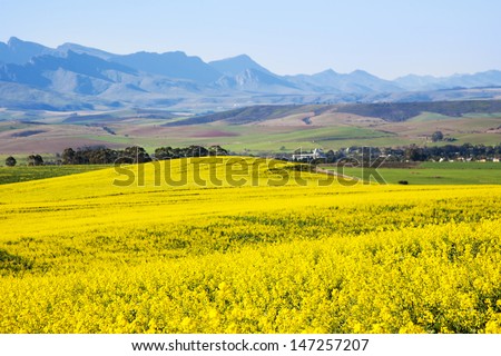 Rapeseed Fields Along The Garden Route, N2, South Africa. Rapeseed Is Used To Produce Canola Oil.