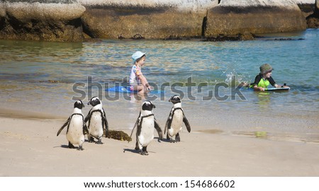 BOULDERS BEACH, SOUTH AFRICA - DECEMBER 2009: Penguins marching across beach with family playing in bay on December 19, 2009 at Boulders Beach, Cape Town, South Africa