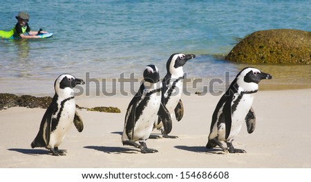 BOULDERS BEACH, SOUTH AFRICA - DECEMBER 2009: African penguins marching across beach with child floating on board in bay on December 19, 2009 at Boulders Beach, Cape Town, South Africa