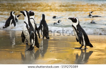 African Penguins at sunrise. Boulders Beach, Cape Town, South Africa