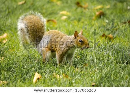 Squirrel crouched on all four legs