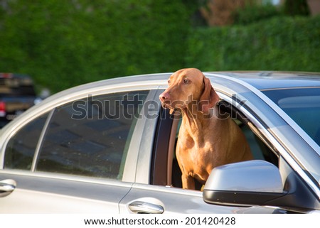 Dog with his head out a car window