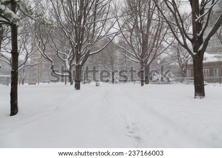 TORONTO, CANADA - 11TH DECEMBER 2014: Snow in Toronto during the day. Lots of trees can be seen.
