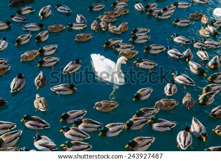 Large amounts of ducks and swans. A concept for \'The odd one out\'