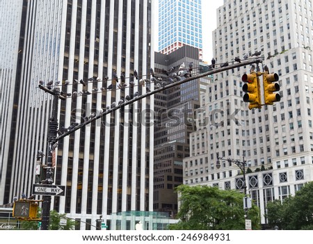 NEW YORK CITY, USA - 1ST SEPTEMBER 2014: Large amounts of birds perched on a traffic light pole during the day