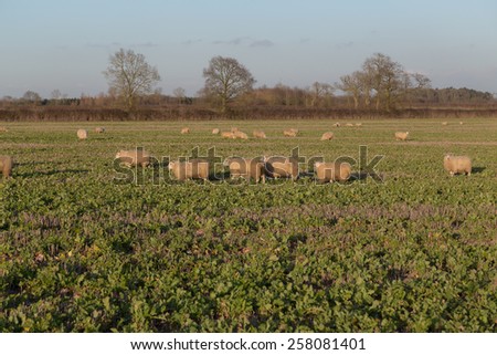 Large amounts of sheep in a field and some of them looking towards the camera