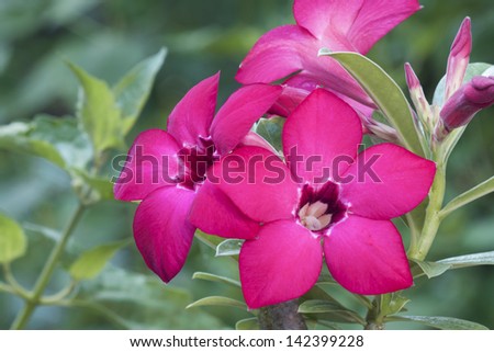 Desert Rose Flowers  pink color