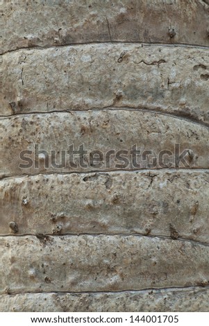 skin detail of the palm tree bark