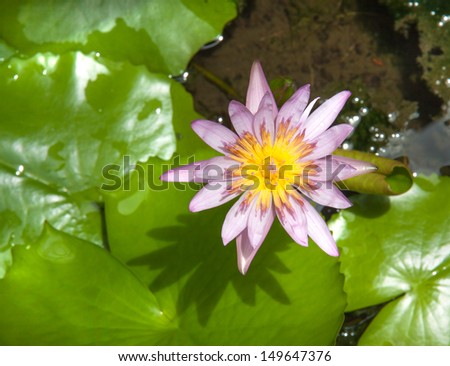 light purple water lily in the pond
