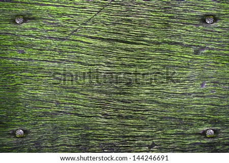 nails in wood with fake moss