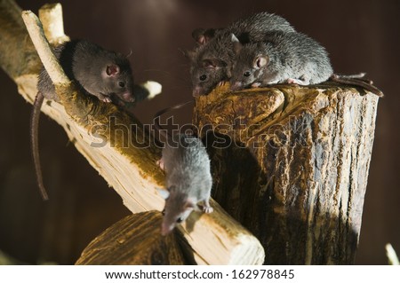 branch with three mouses
