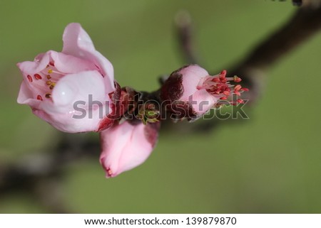 Pink peach tree buds four stages of growth
