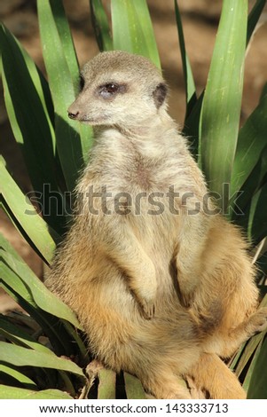 Meerkat sitting in bush