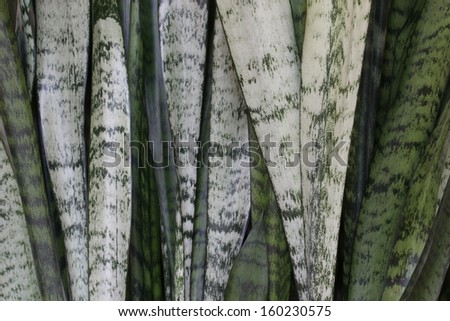 Mother-in-law\'s Tongue; Sansevieria Trifasciata