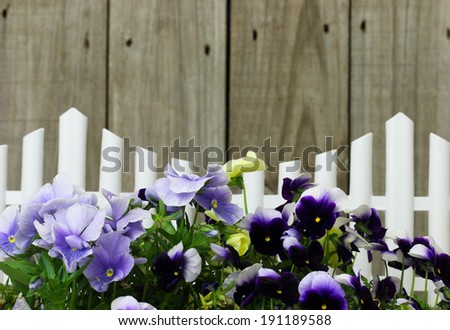 Purple flowers (pansies) border white picket fence