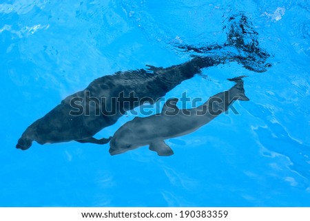 Dolphin mother with her little dolphin swims in the pool. Child is having fun in the water and have fun playing