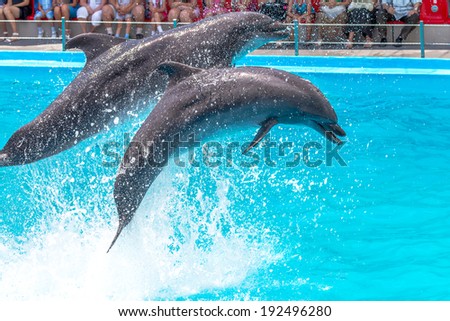 ODESSA, UKRAINE - JUNE 10, 2013: Dolphins on creative entertaining show at dolphinarium with full house of visitors show amazing tricks. Spectators happily delighted June 10, 2013 in Odessa, Ukraine