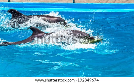 Glad beautiful dolphin in blue water in the swimming pool on a bright sunny day sailing on the foam boards on the representation