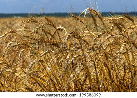 Yellow ripe wheat ready for harvest growing in a farm field on a bright sunny day