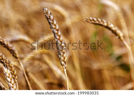 Farm ripe yellow wheat field ready for harvest. Beautiful autumn landscape on a bright sunny day