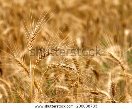 Farm ripe yellow wheat field ready for harvest. Beautiful autumn landscape on a bright sunny day