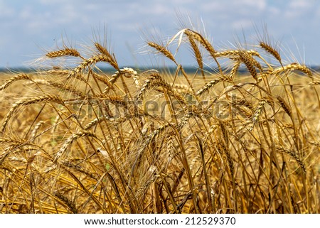 Yellow ripe wheat ready for harvest growing in a farm field on a bright sunny day