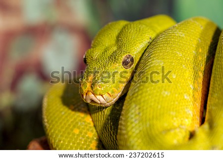fantastic close-up portrait Green rattlesnake (poisonous Green Snake). Selective focus, shallow depth of field