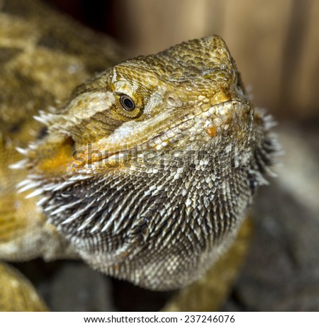 Portrait of an exotic tropical reptiles bearded dragon. Selective focus, shallow depth of field.