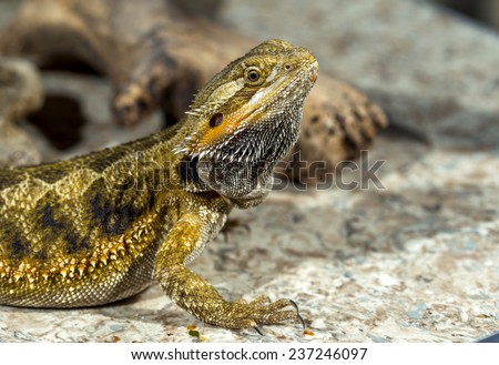 Portrait of an exotic tropical reptiles bearded dragon. Selective focus, shallow depth of field.