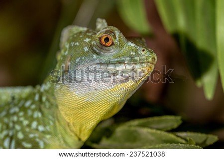 fantastic tropical macro green iguana eye. Selective focus on eye