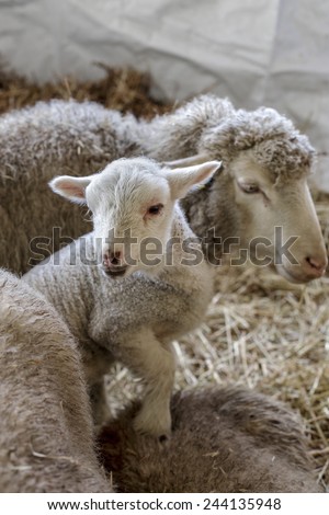 curious beautiful not shorn sheep with lamb with hay in a pen for domestic farm animals. Selective focus with shallow depth of field. As background for design with animals