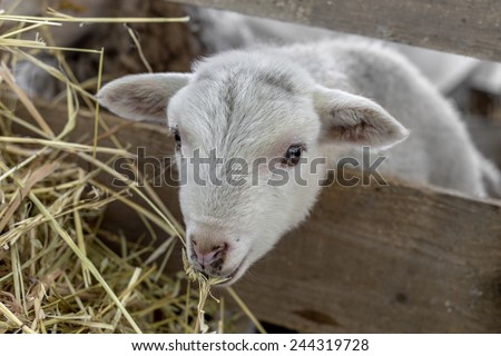 Beautiful curious not shorn sheep with lamb with hay in a pen for domestic farm animals. Selective focus with shallow depth of field. As background for design with animals