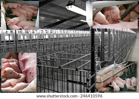 Collage of pictures showing modern pig farm. Little pigs suck the milk on the background of a new facility for the cultivation of breeding herd. Livestock.